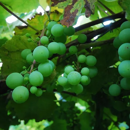 Agroturismo Al Marnich *