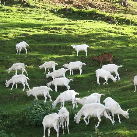 Al Marnich Farm stay *